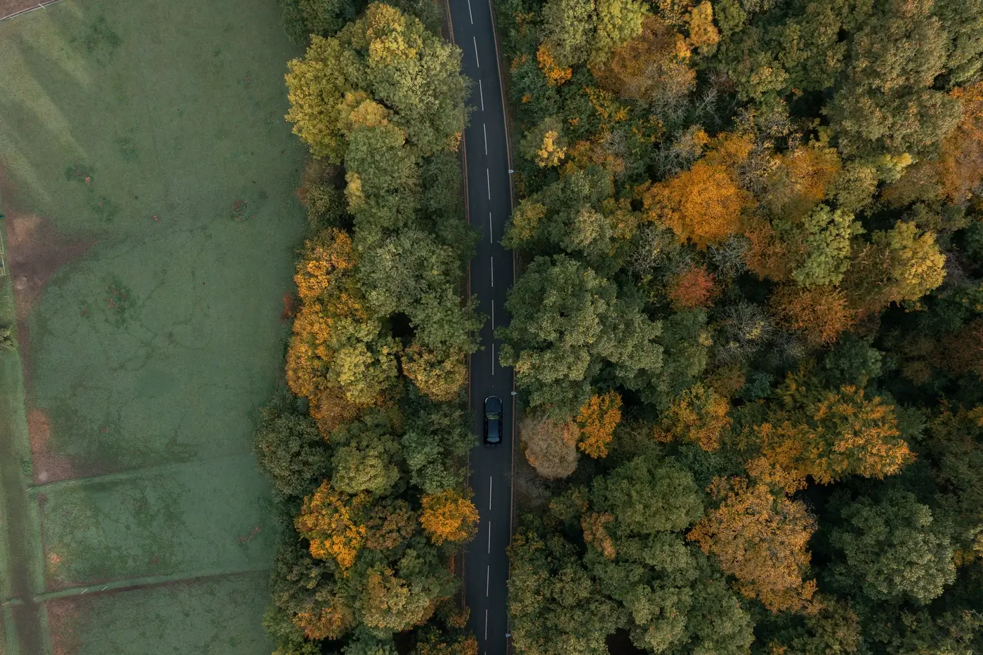 skov